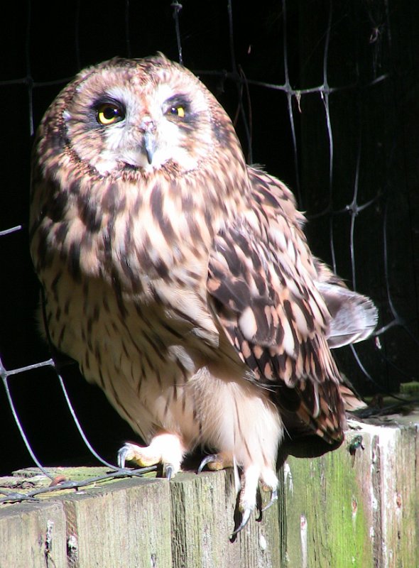 Bennas2010-0393.jpg - The Short-eared Owl